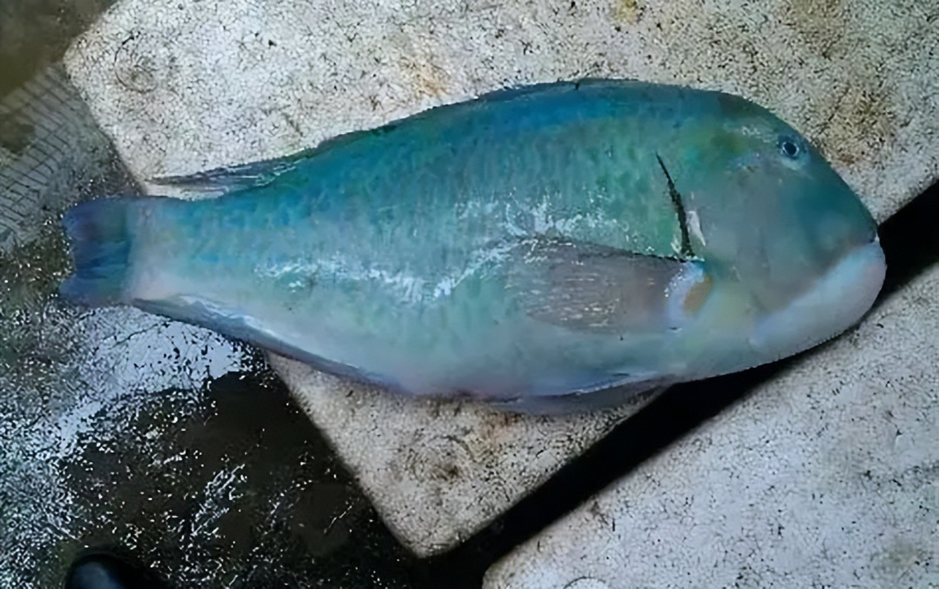 中国人对一条鱼的最高礼遇