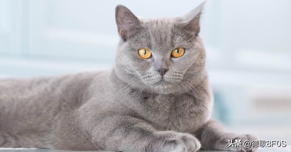 世界十大最昂贵的猫品种,世界上最昂贵的十个猫品种