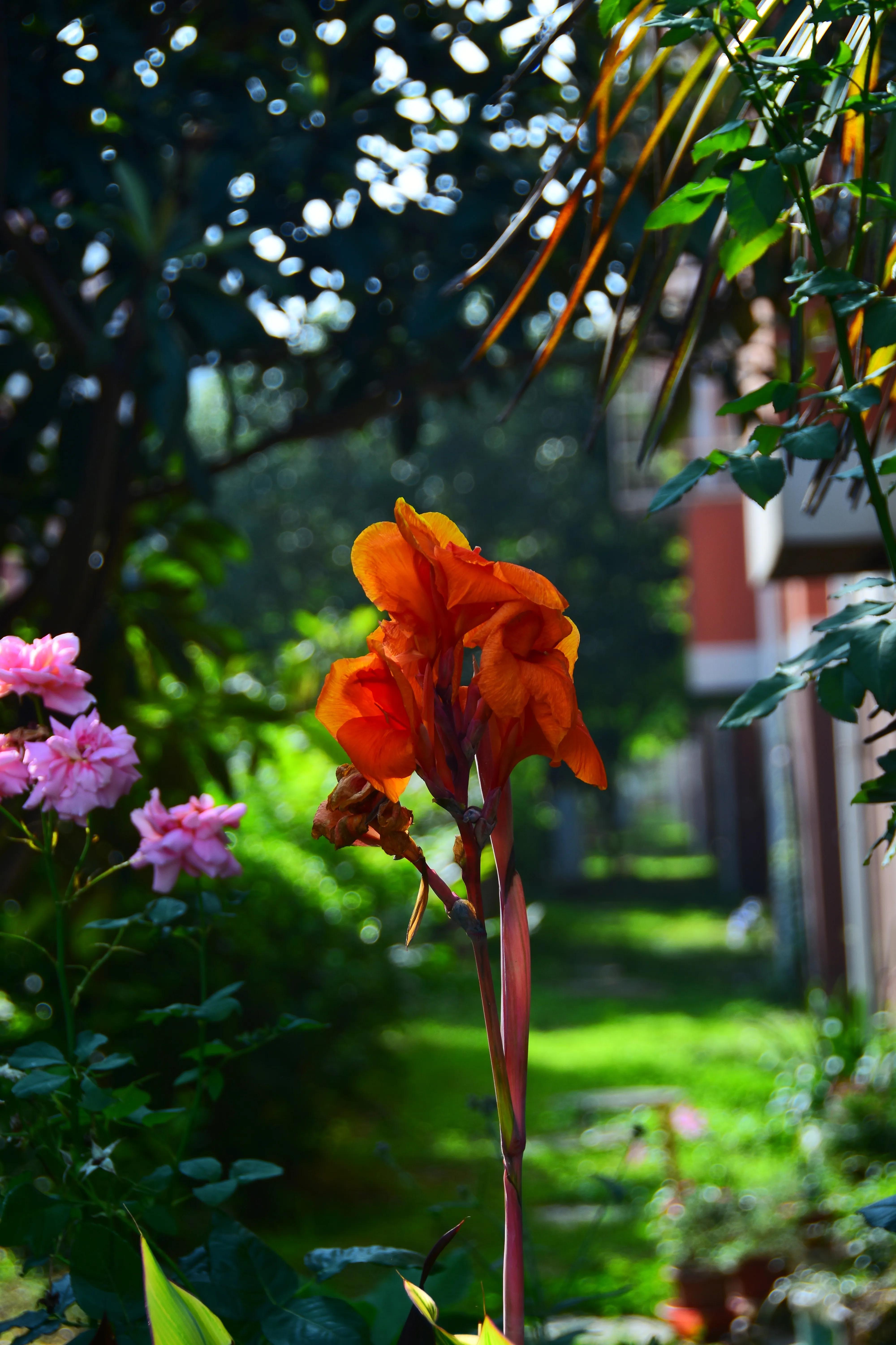 夏日火焰美人蕉,夏日娇美开放的美人蕉