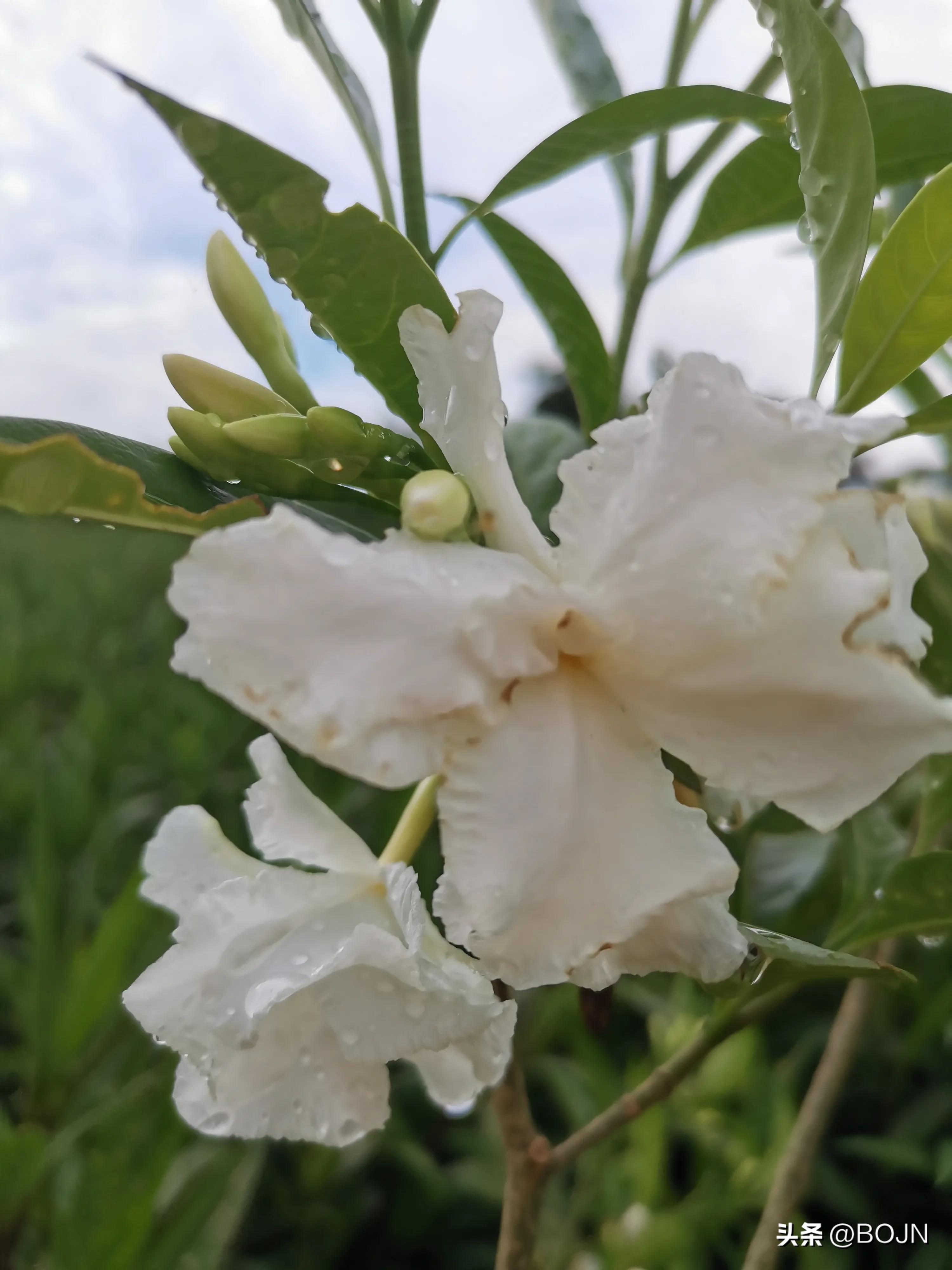 你能认出几种花来,大家能猜出什么花
