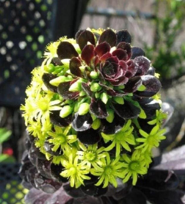 100种好看的多肉植物,50多种多肉品种大全