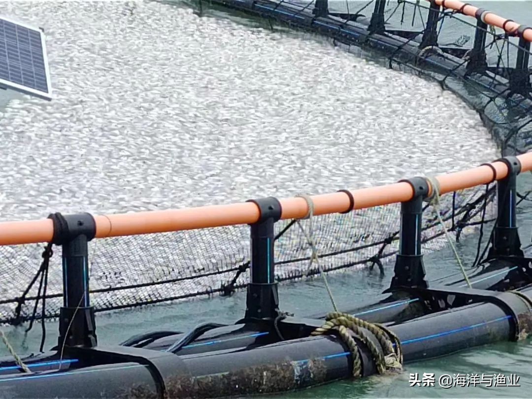 深水网箱养殖怎么选择海域,台风暹芭对沿海养殖有什么影响