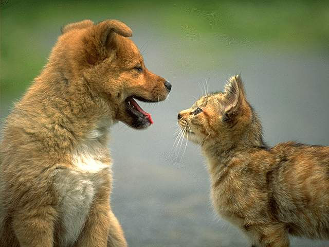 猫和狗可以培育后代吗,猫和狗可以结合后代吗