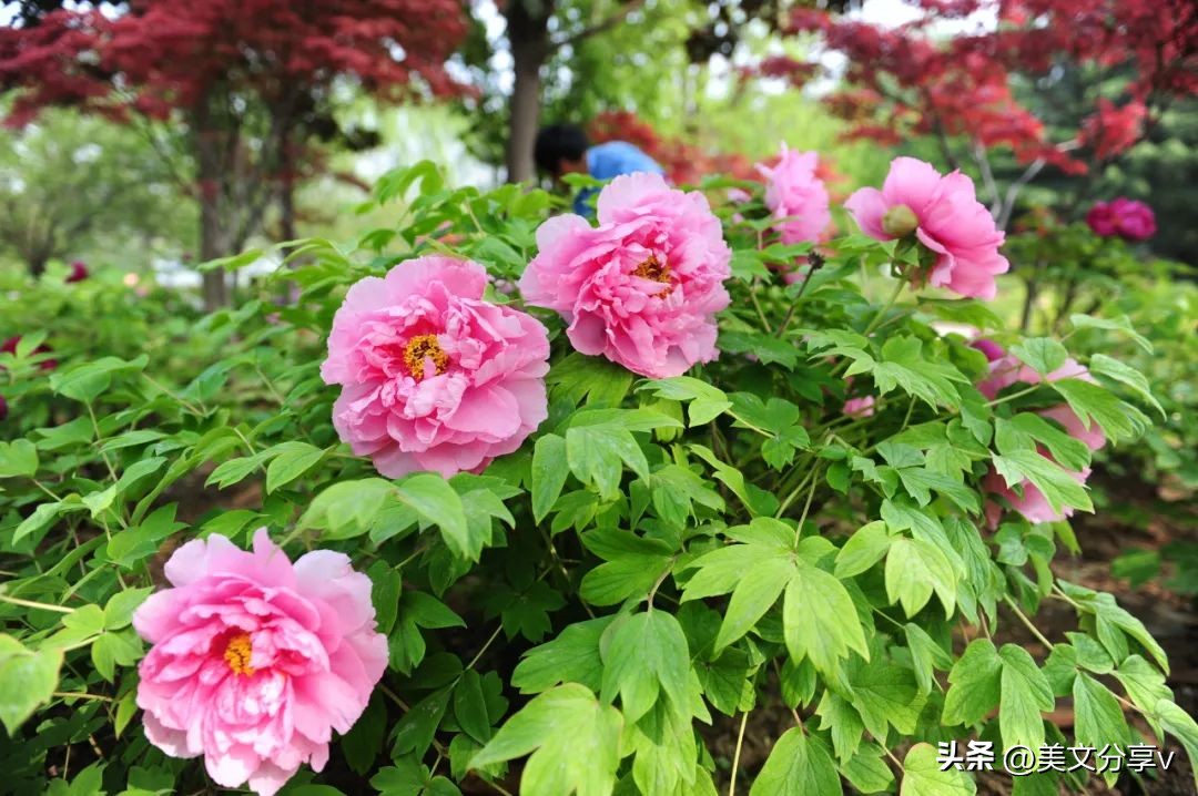 春风送暖，绿博园踏春赏梅正当时~