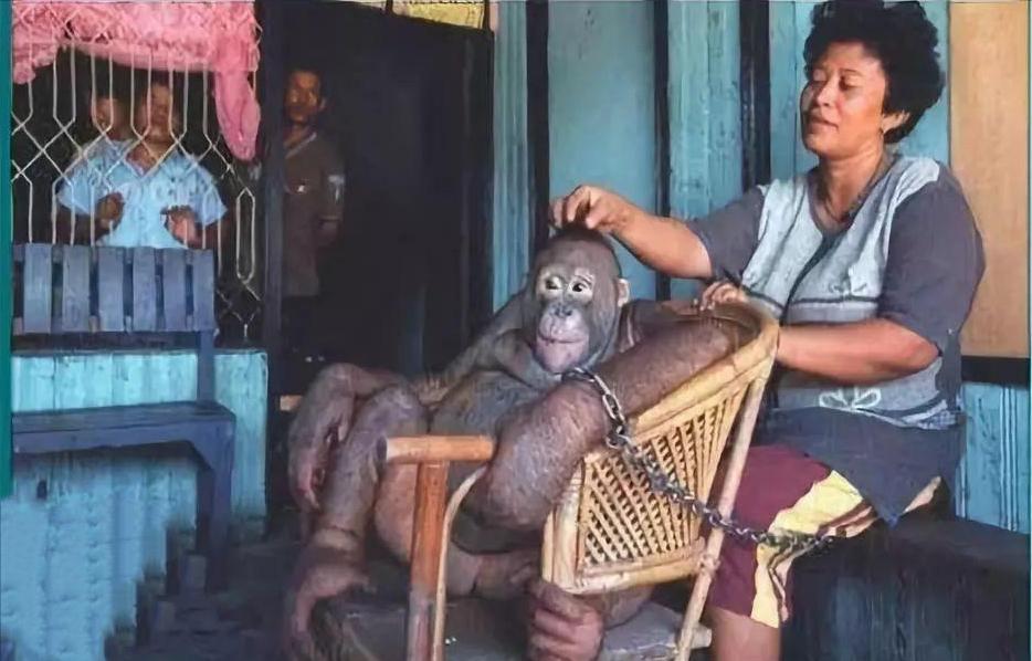 红毛猩猩被囚六年，培养成泄欲工具，身上溃烂也得接客