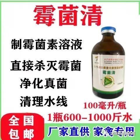 禽医杨慧讲霉菌毒素对家禽的危害有多大