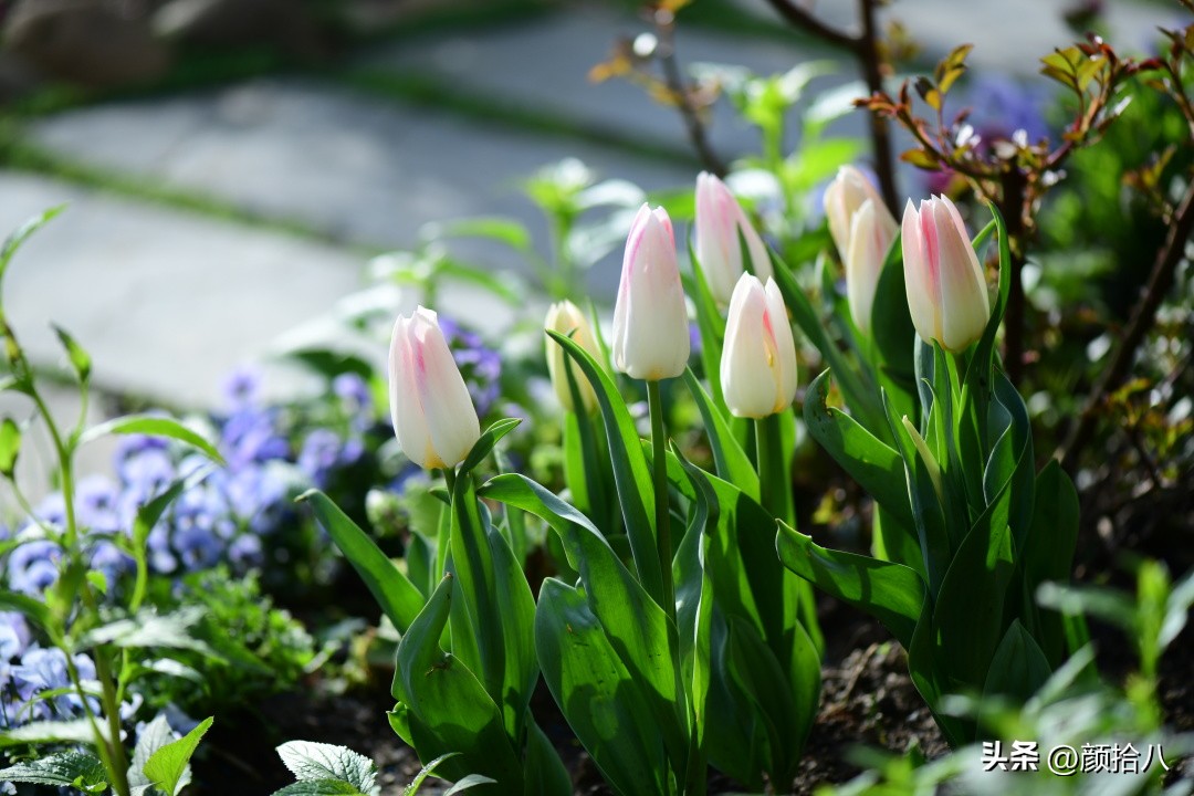 河马花园最耐阴植物,最漂亮的花园里的郁金香