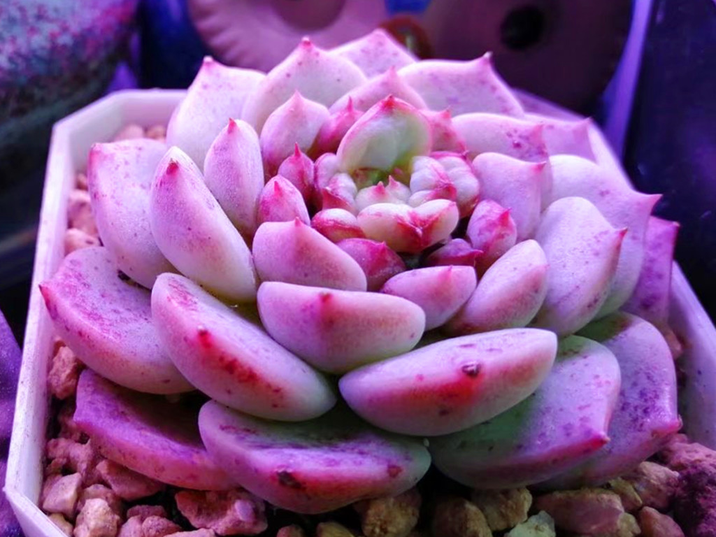 如何认清所有多肉的品种,270种常见多肉你都认识吗