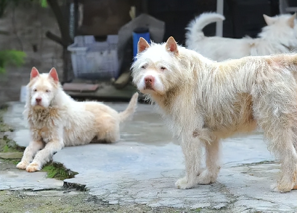 为什么越来越多人弃养狗,为什么有很多人养了狗感觉比人好
