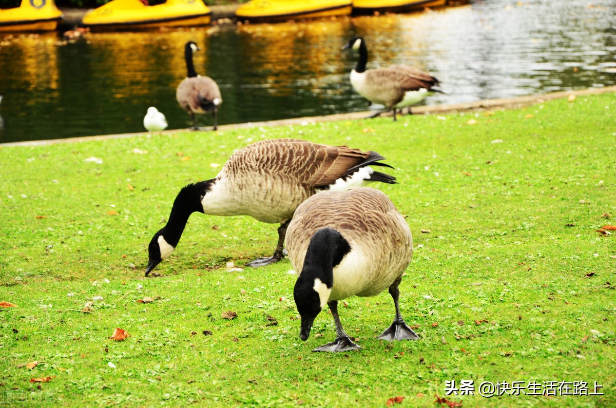 婆婆说女人生小孩天经地义,婆婆说生孩子顺其自然