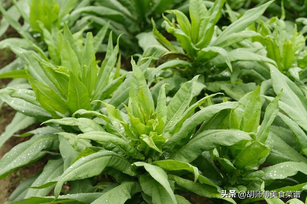 买莴笋还是莴笋段合适,买莴笋有什么讲究