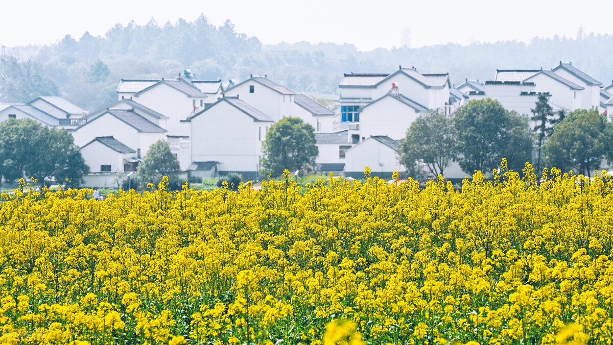 南京周边可以生火露营的地方,南京江心洲露营地点推荐