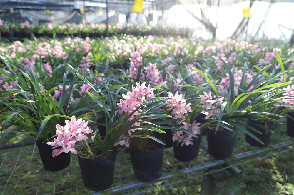 鍥藉叞绉嶈嫍,灞变笢鍥藉叞绉嶈嫍