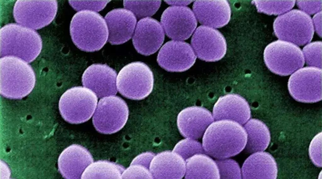 营养不良发育迟缓怎么办,宝宝发育迟缓营养不良不开口说话