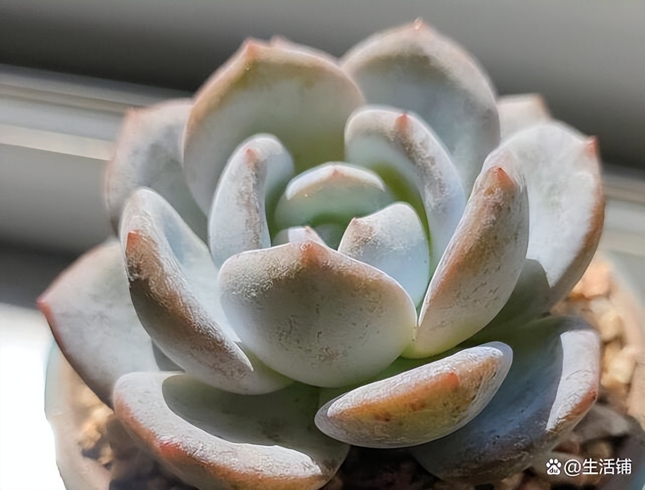 多肉徒长了怎么办?3个方案来“挽救”,轻松爆崽,养成老桩