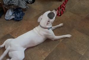 夏天天气很热猫和狗怎么养,为什么猫狗夏天不热