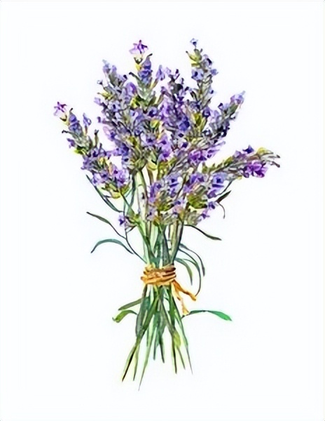 薰衣草，永不褪色的真爱，永不落幕的浪漫｜No.00162