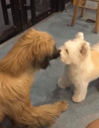 公狗和母狗是怎么交配的,你知道吗?