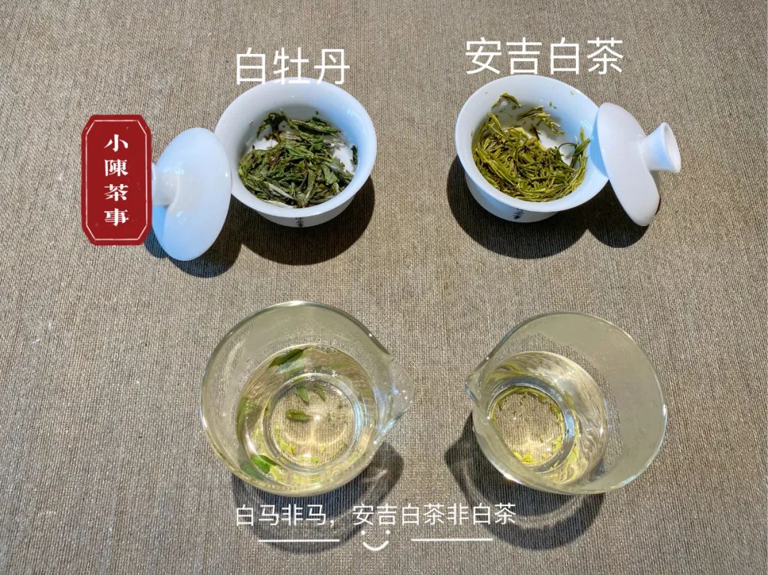 安吉白茶是六大茶类的白茶吗,六大茶类安吉白茶是什么
