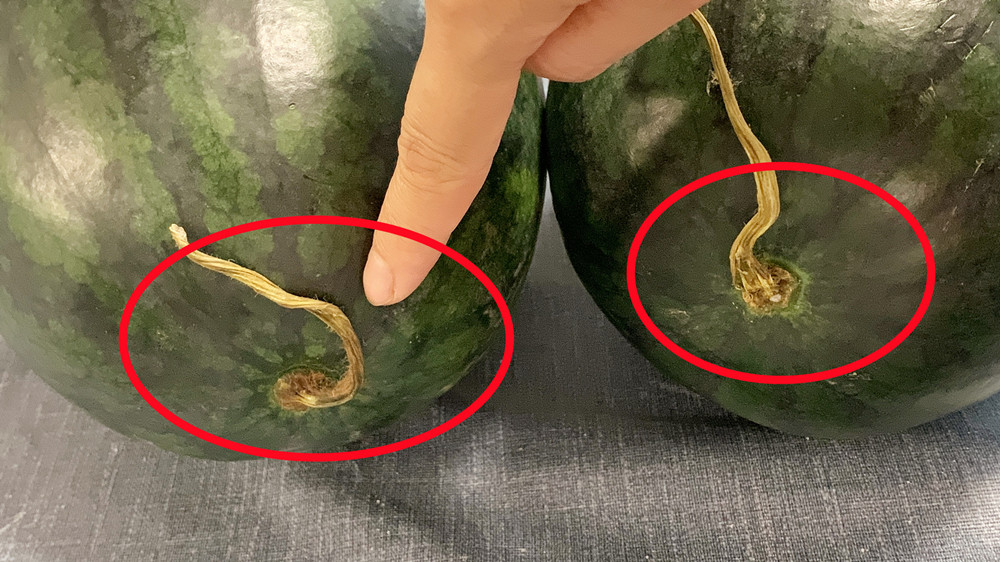 西瓜吃不完怎么扔,西瓜吃不完放哪