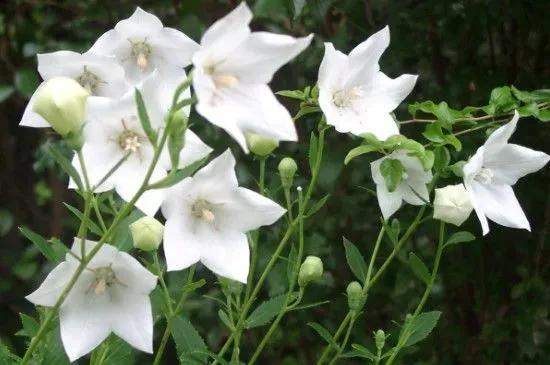 送花给女朋友的花语,给女孩子送花需要说花语吗