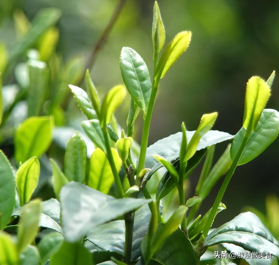 哪些茶需要放冰箱保存,哪些茶不宜储存在冰箱里