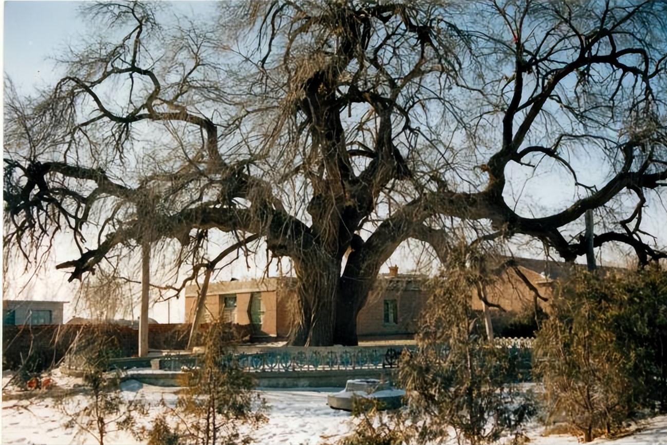 女大学生被拐卖被囚禁17年,四川姑娘被拐卖十七年