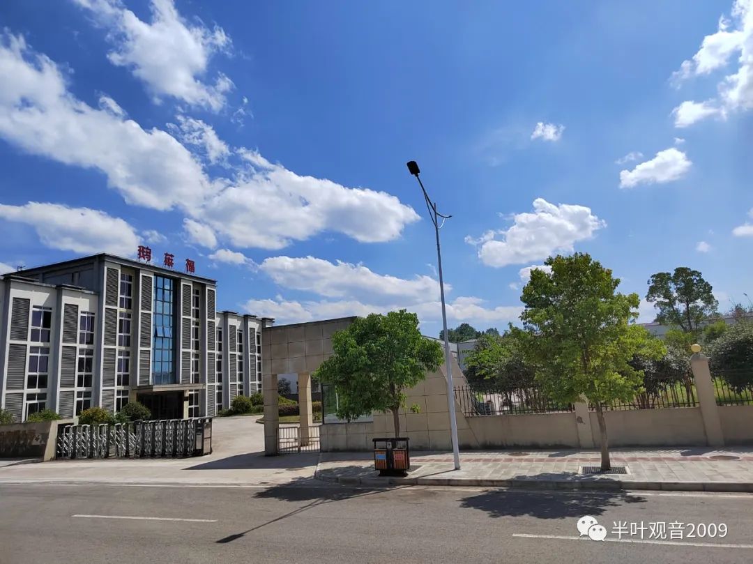 半叶观音可靠吗,半叶观音安溪铁观音