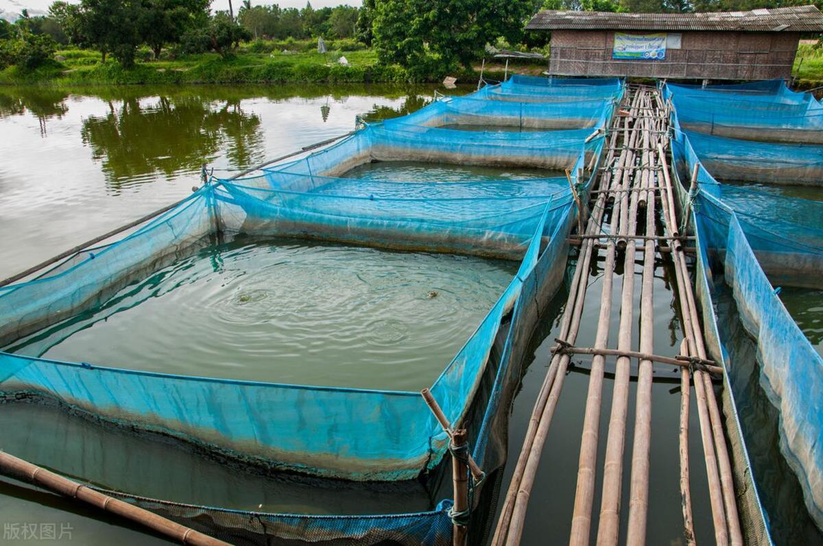 关于罗非鱼的养殖技术和方法