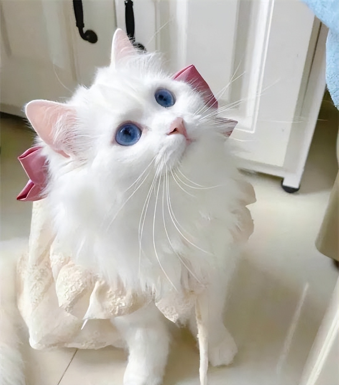 高贵的波斯猫漫画免费观看,高贵的波斯猫动漫合集