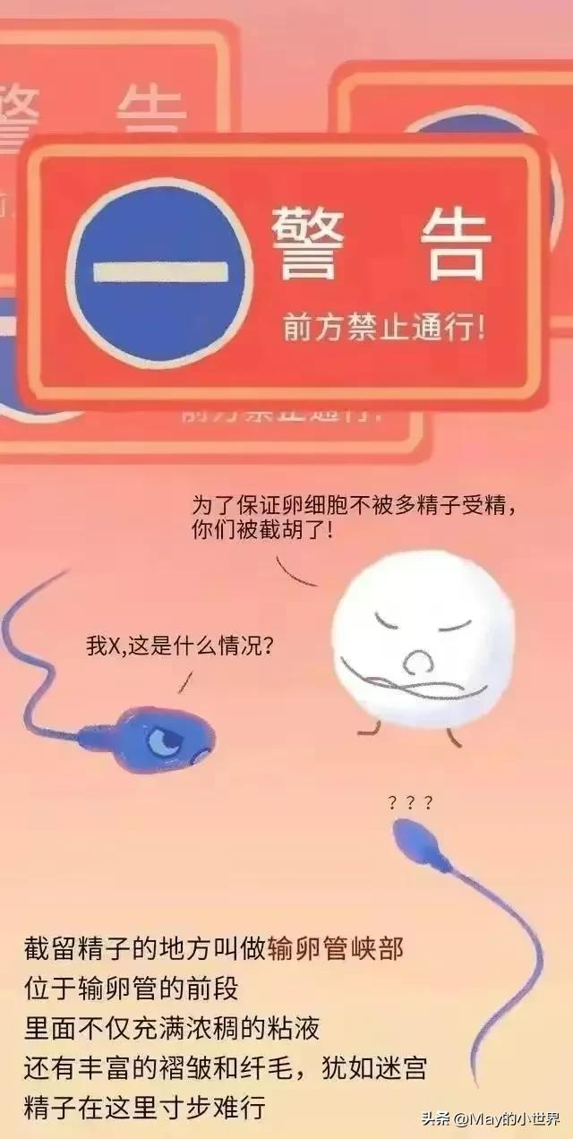 精子进入女性体内，会发生什么？