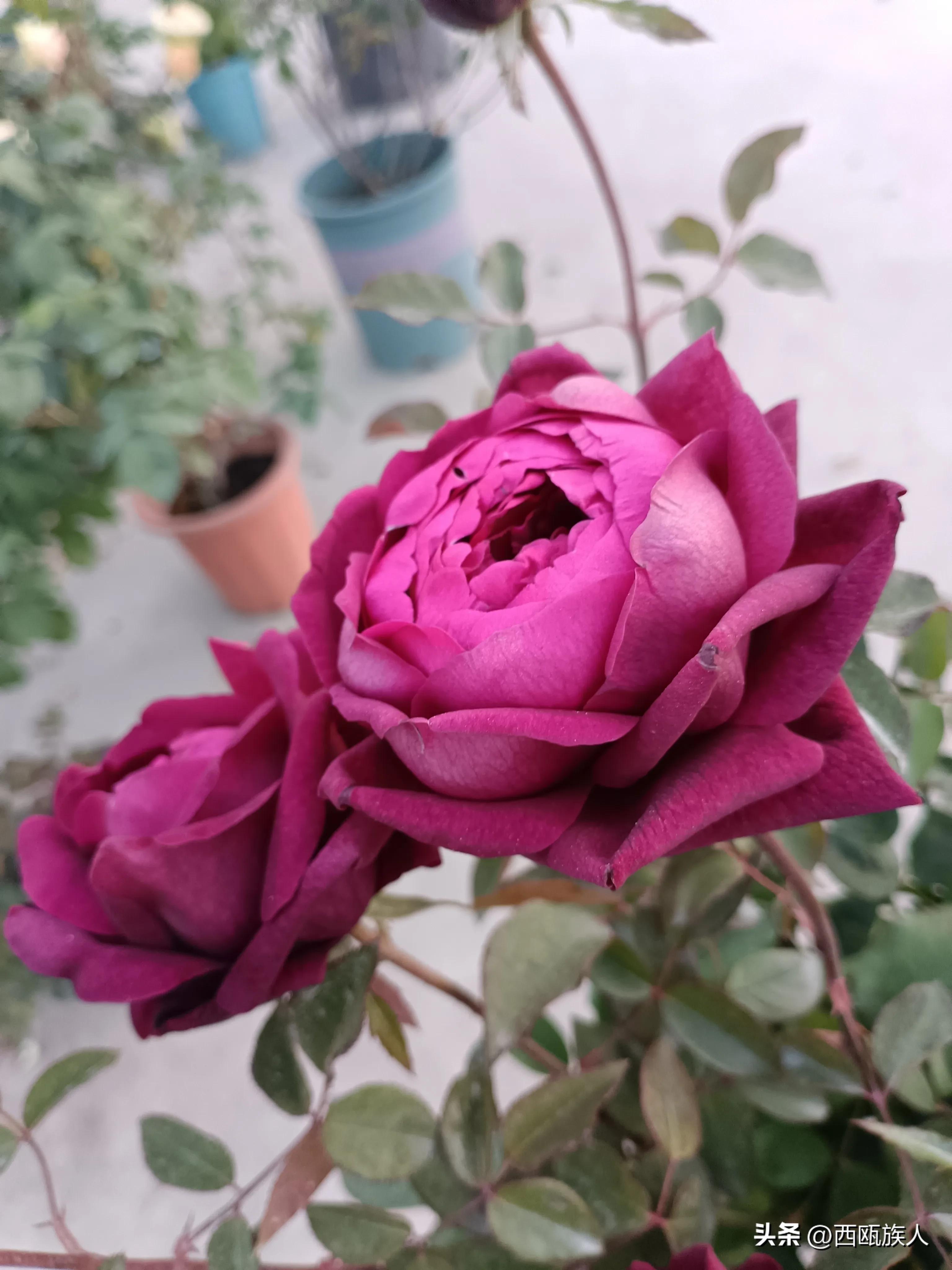 深红色月季城堡,神秘月季花