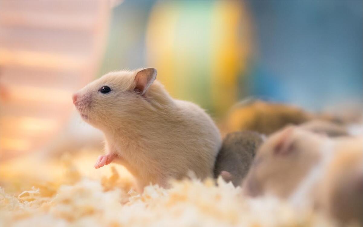 第一只仓鼠怎么来的,我的第一只小猫咪完整版