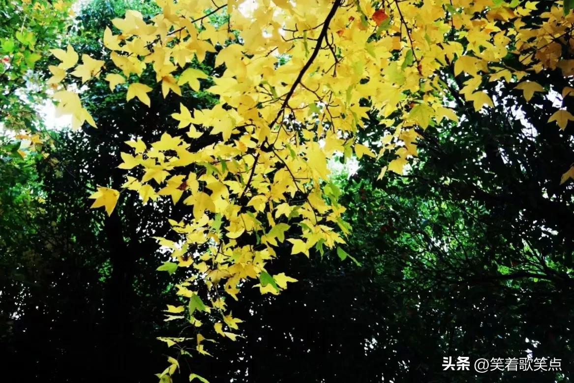 小小说：说的都不是真话