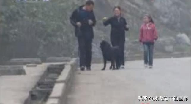 男子捡400只流浪狗,四川男子从路边捡来黑狗完整版