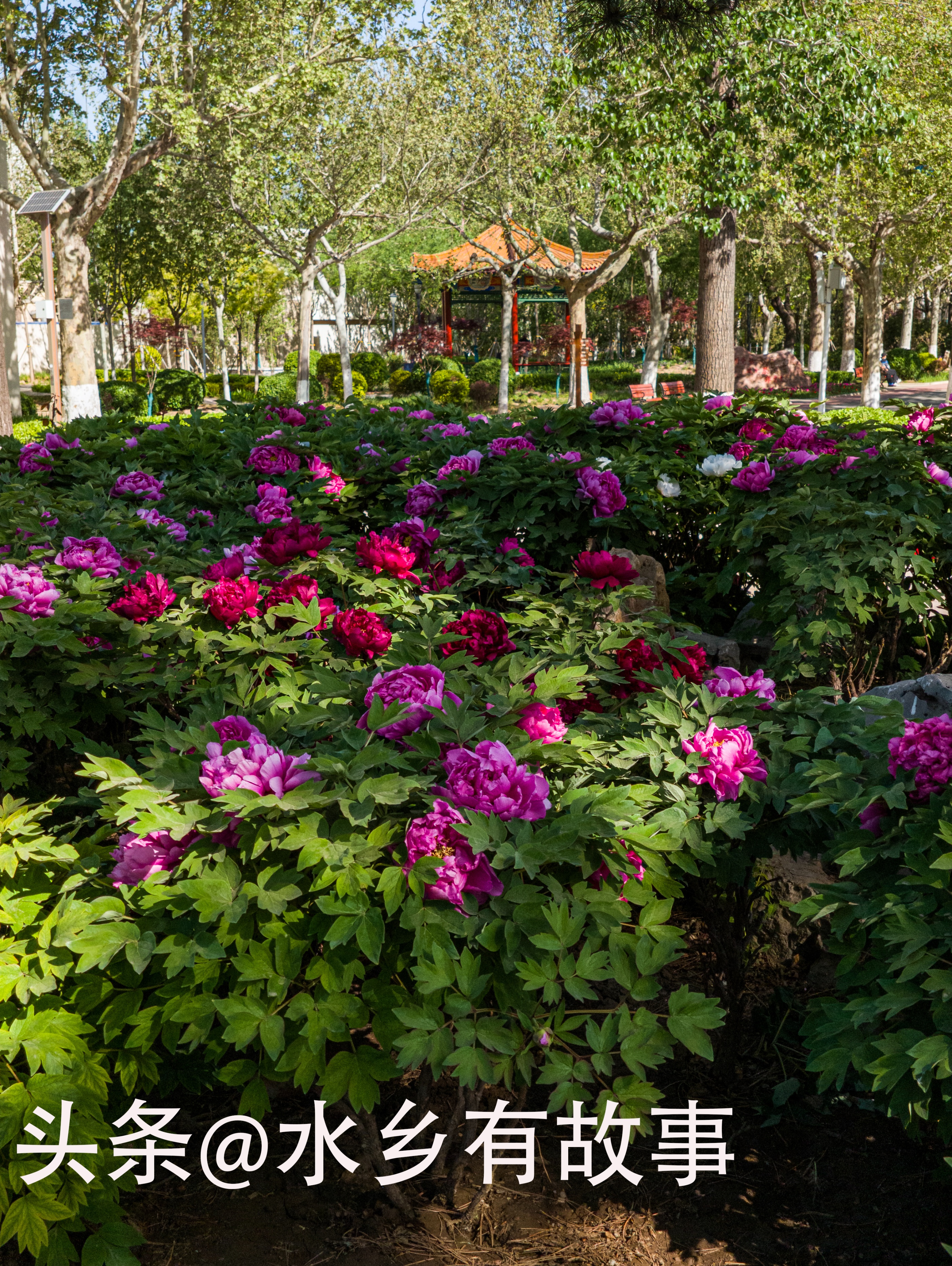 天津二宫的视频,天津二宫春色满园