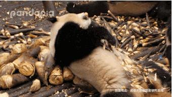 男子吃五吨春笋吐血,浙江一男子吃笋子胃出血