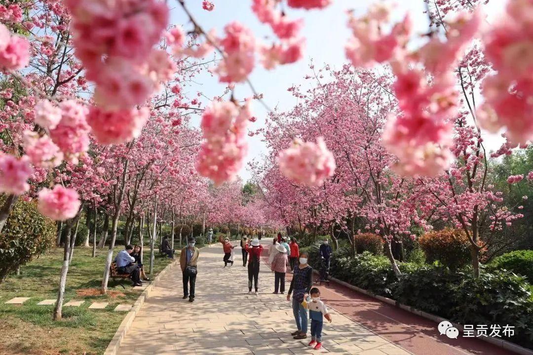 云南省绿美城市评选,云南省绿美城市建设