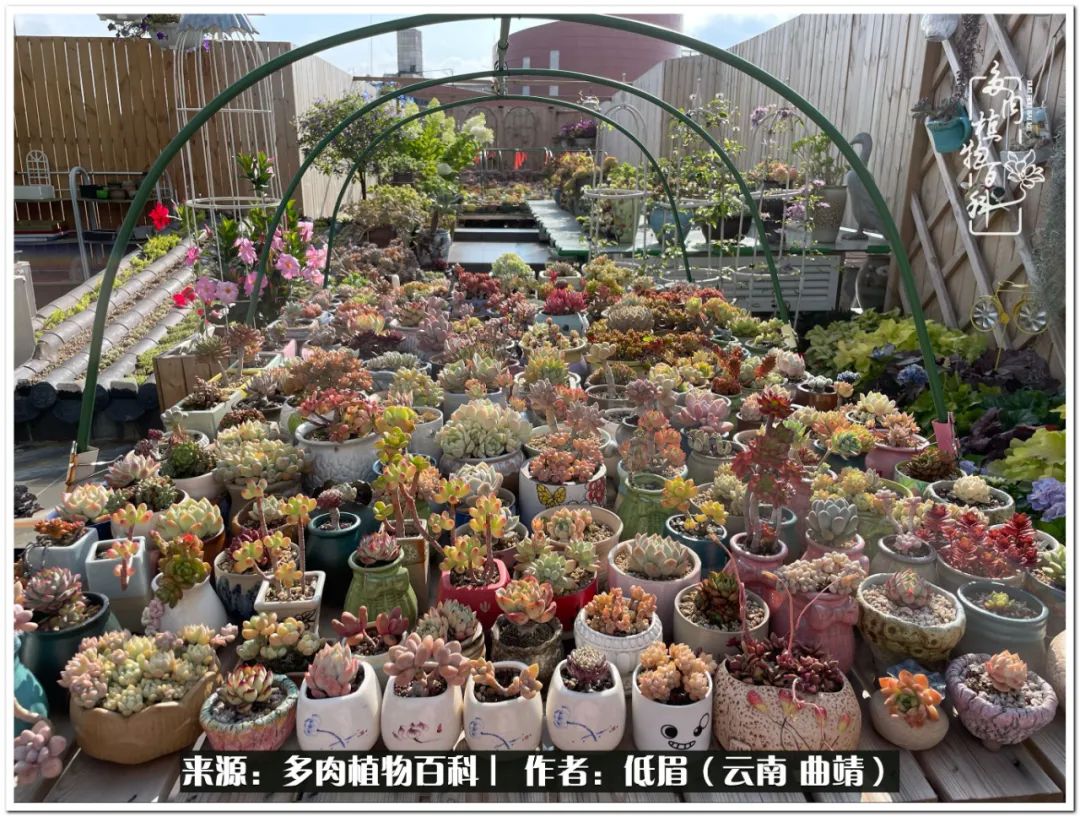 养了七年多肉,养了八年的肉肉终于开花了