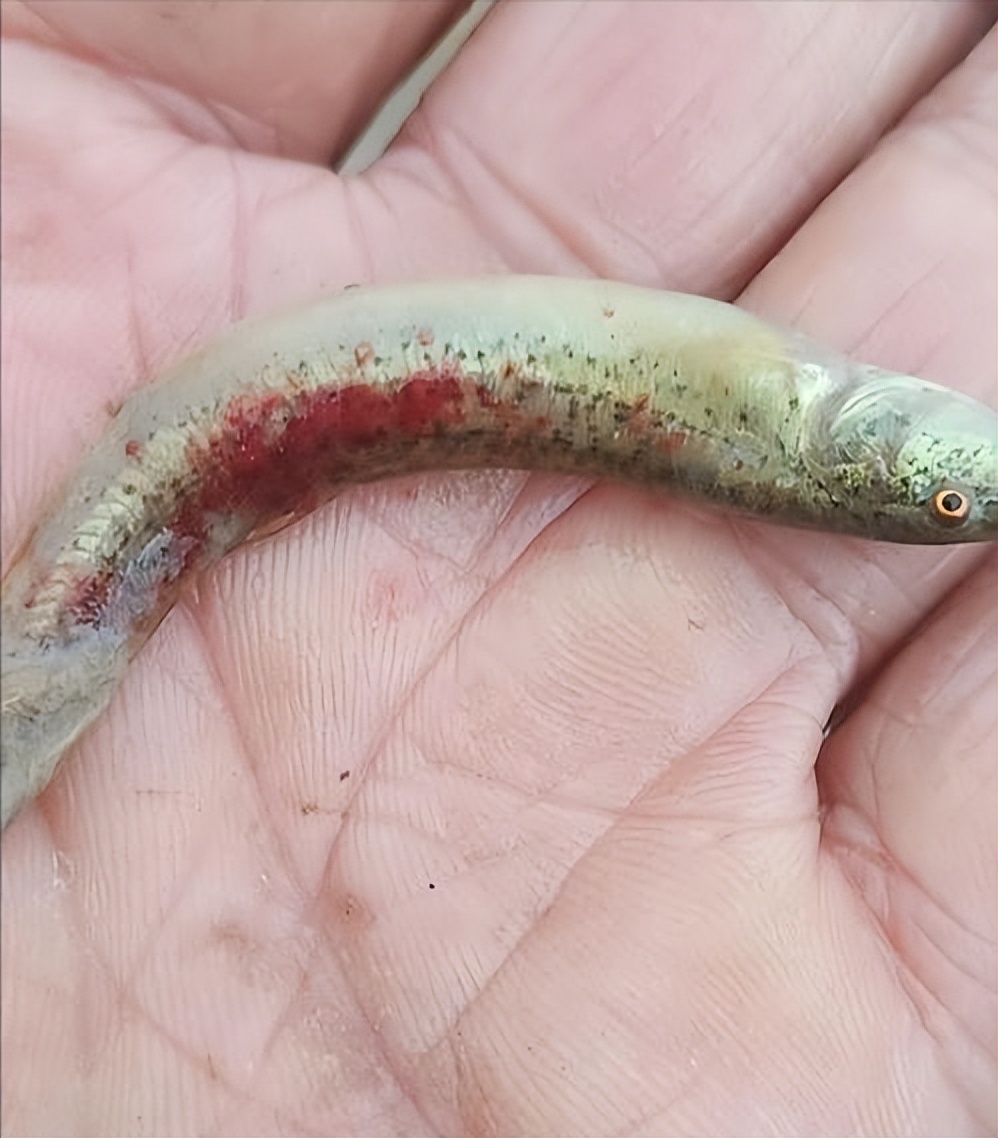 泥鳅水花常见病害及解决方法,泥鳅黄鳝的养殖技术和病害