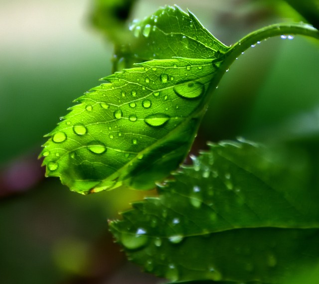 极美的十首春雨诗词夏天,关于雨水节气的诗词和插画