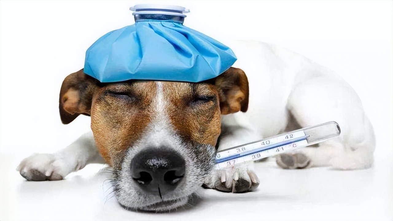 狗狗吐黄水拉肚子,狗狗拉肚子吐黄水怎么办