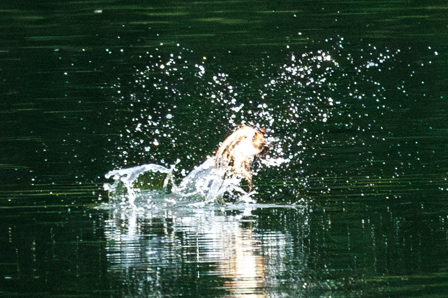 佳能eosr8打鸟,佳能eosr8拍视频变焦