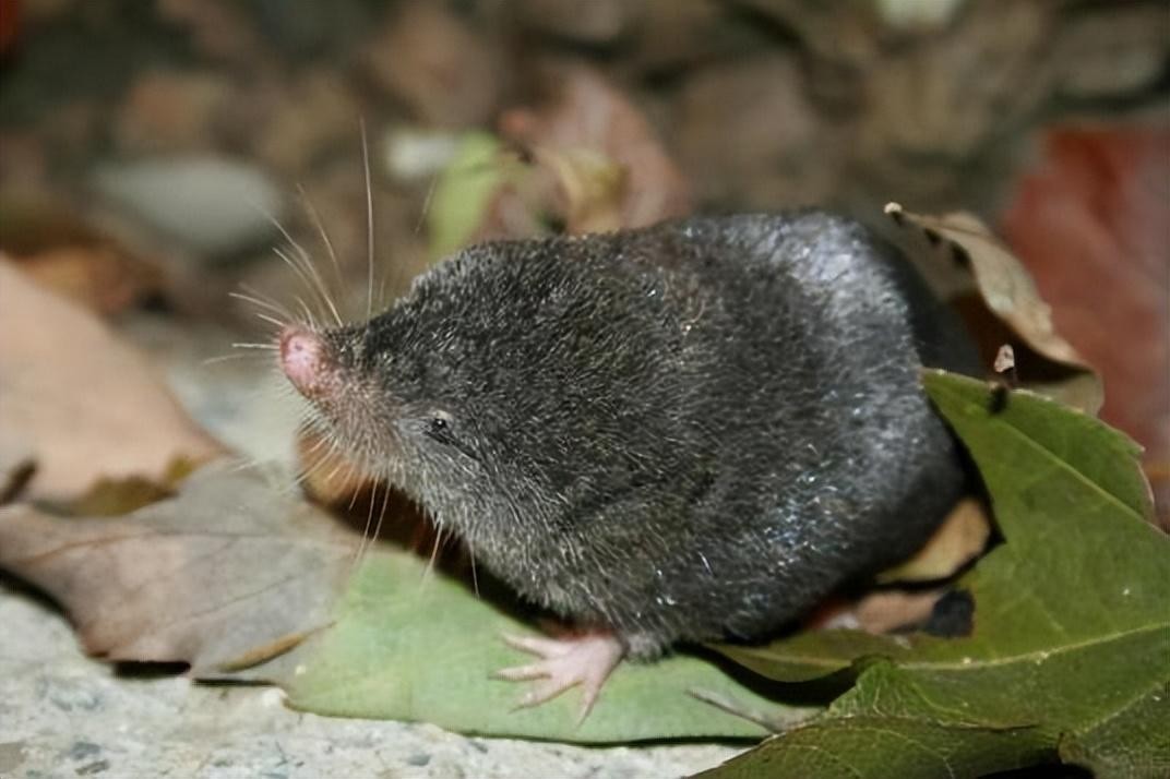 内蒙古出现“尖嘴鼠”，每分钟心脏能跳1200下，哺乳界的用毒高手