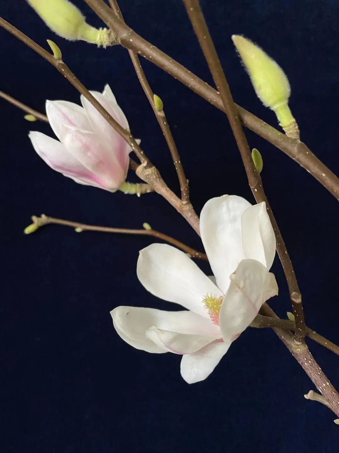 新手必看鲜花养护攻略,鲜花在水里能养几天会死