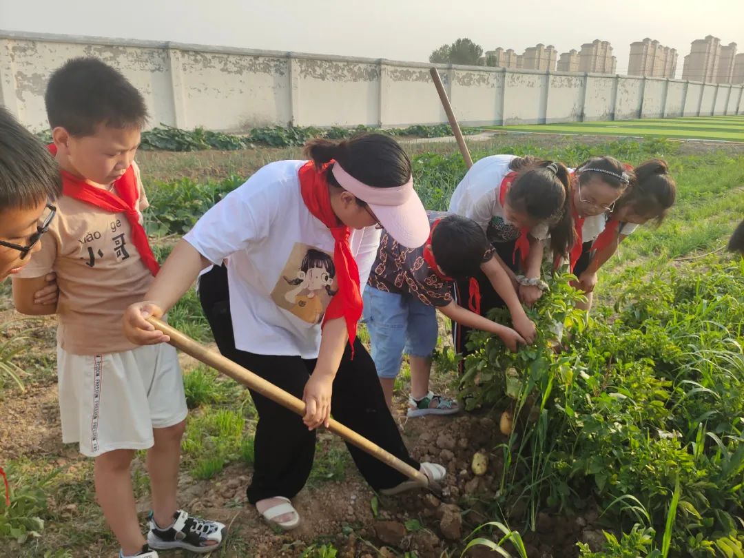 “土”露汗水“豆”耘童年——东风小学劳动教育实践活动之土豆丰收季