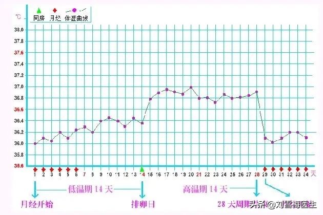 排卵期时间表备孕必学,备孕必备专家教你正确认识排卵期