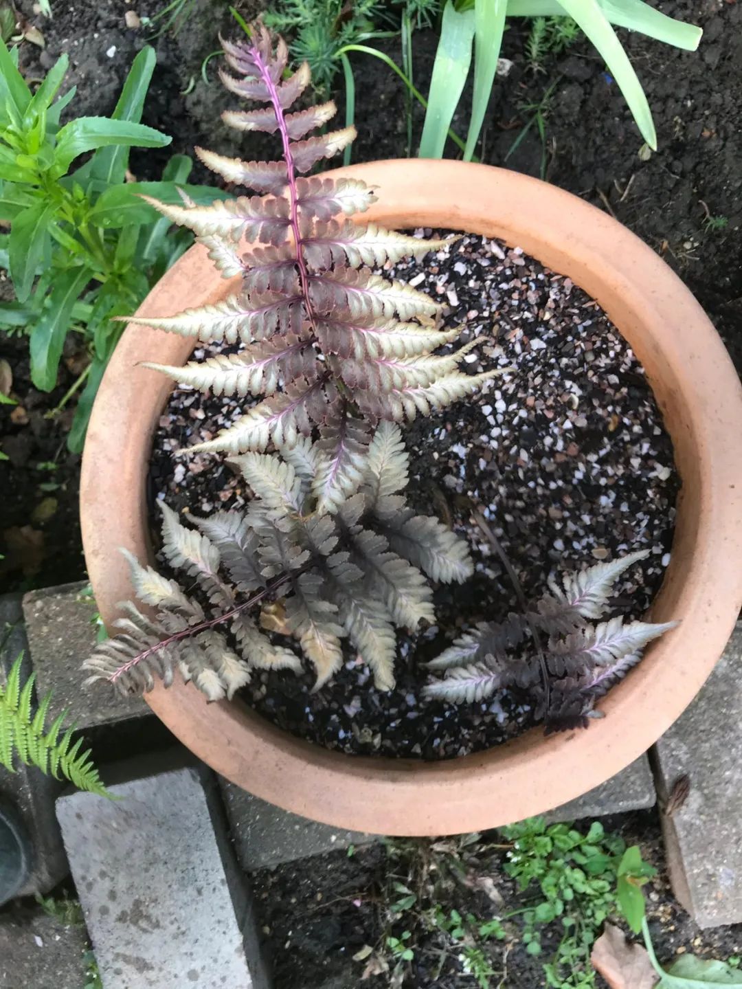 绱壊鐢昏暔鑰愬瘨,鏃ユ湰鐢昏暔鍏绘姢