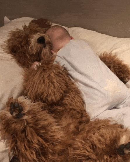 养了2年的狗,养了2年的狗能要吗