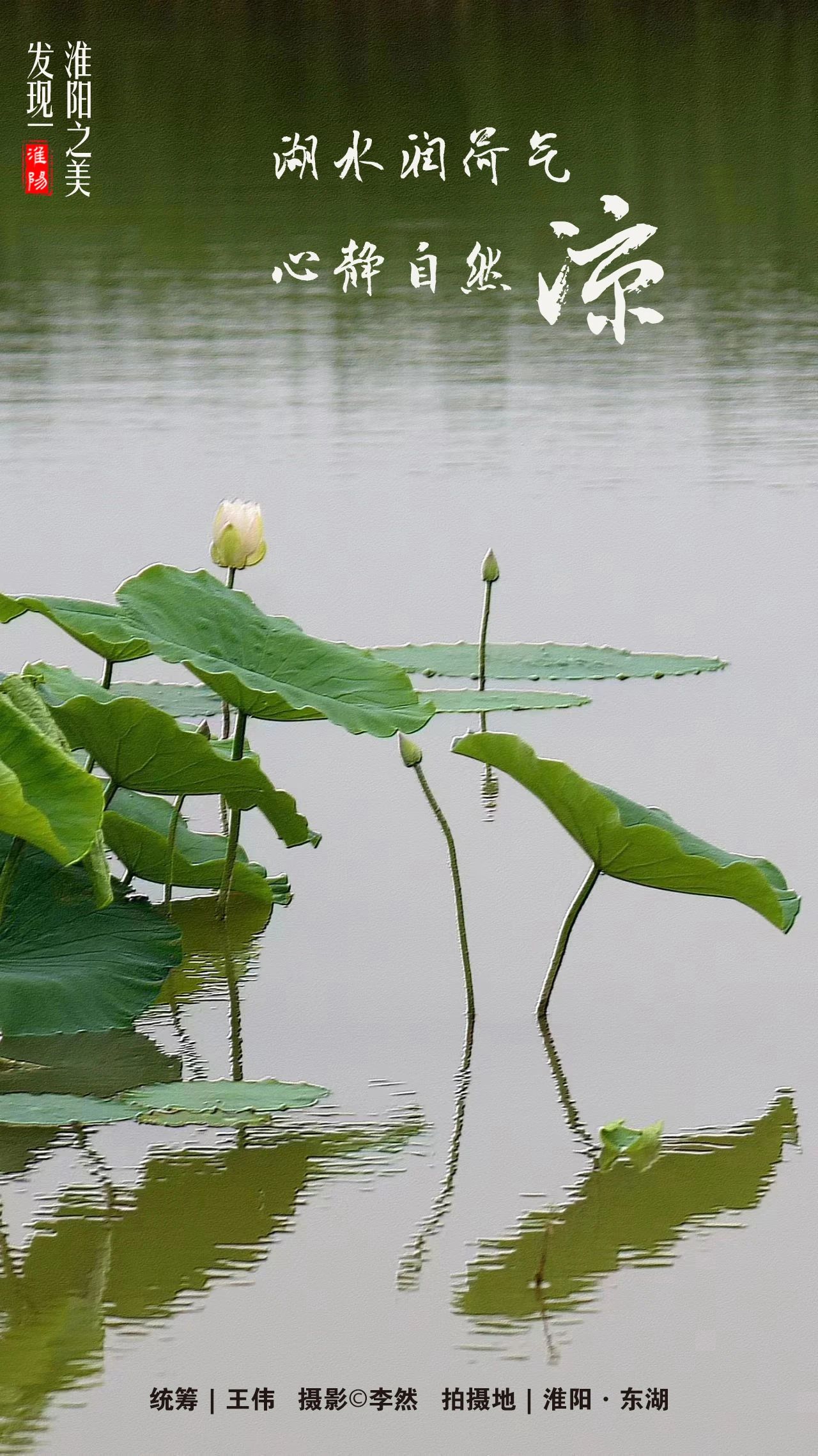 河南周口淮阳荷花节开幕会在哪里,周口淮阳荷花节开始了吗